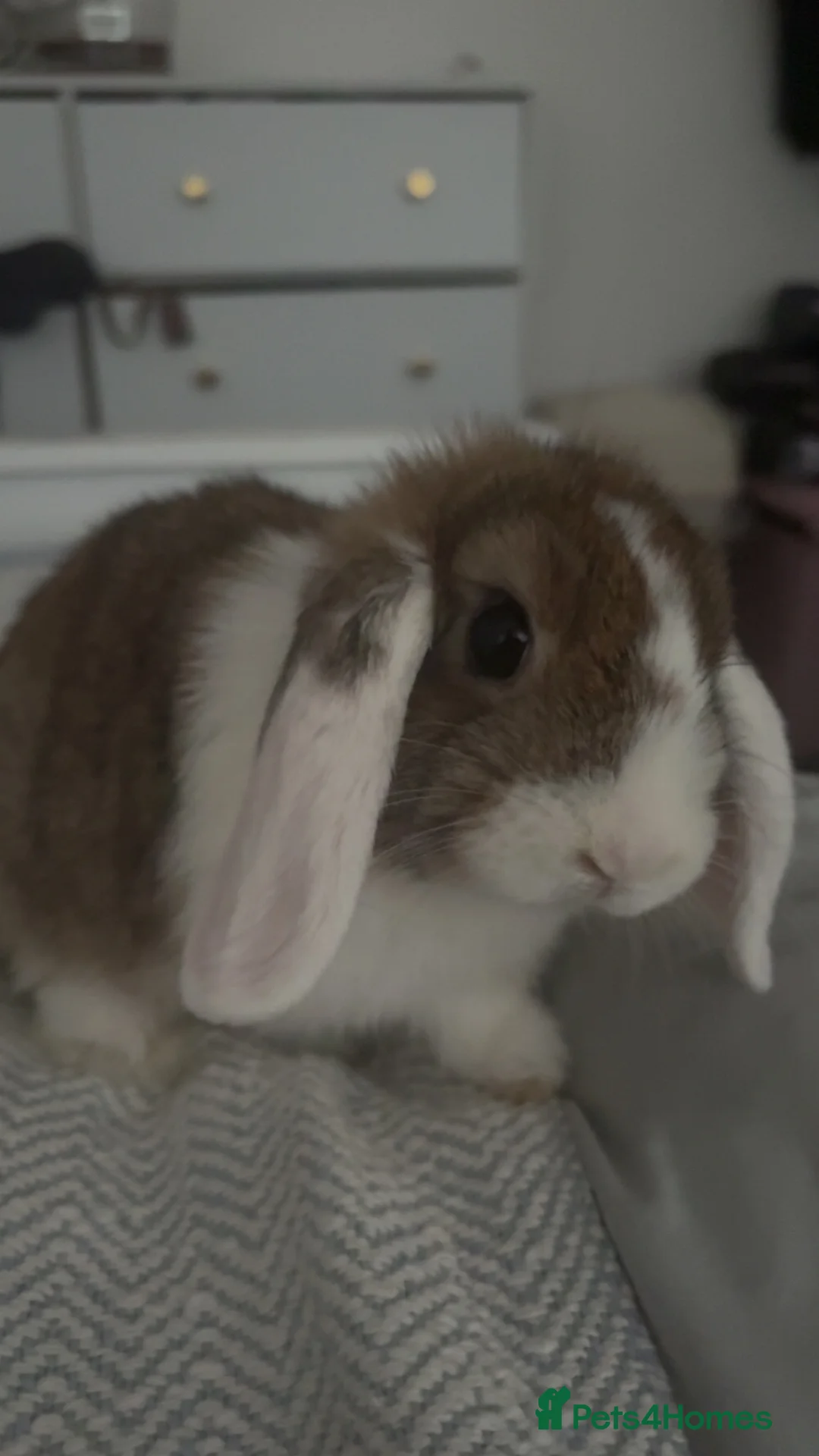 Mini Lop rabbits for sale: Mini Lob Rabbit (EVERYTHING INCLUDED) - Advert 2