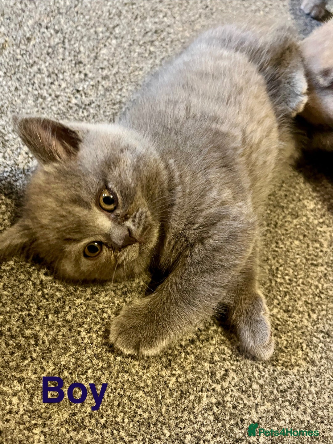 British Shorthair cats for sale: Little bundles of joy - Image 6
