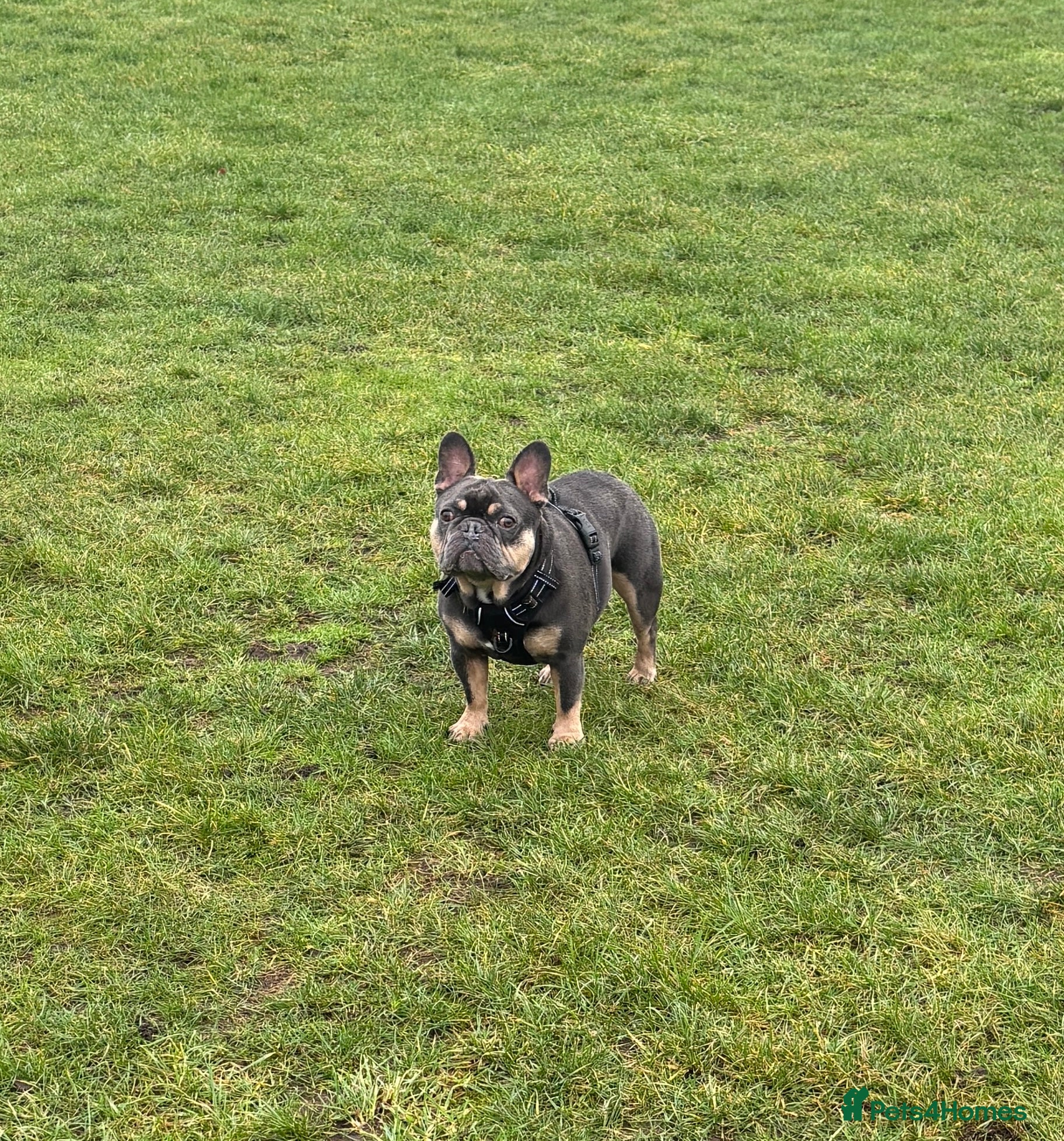 French Bulldog dogs French bulldog - Advert 1