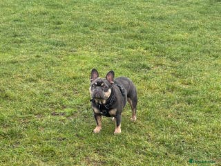 French Bulldog dogs French bulldog - Advert 1