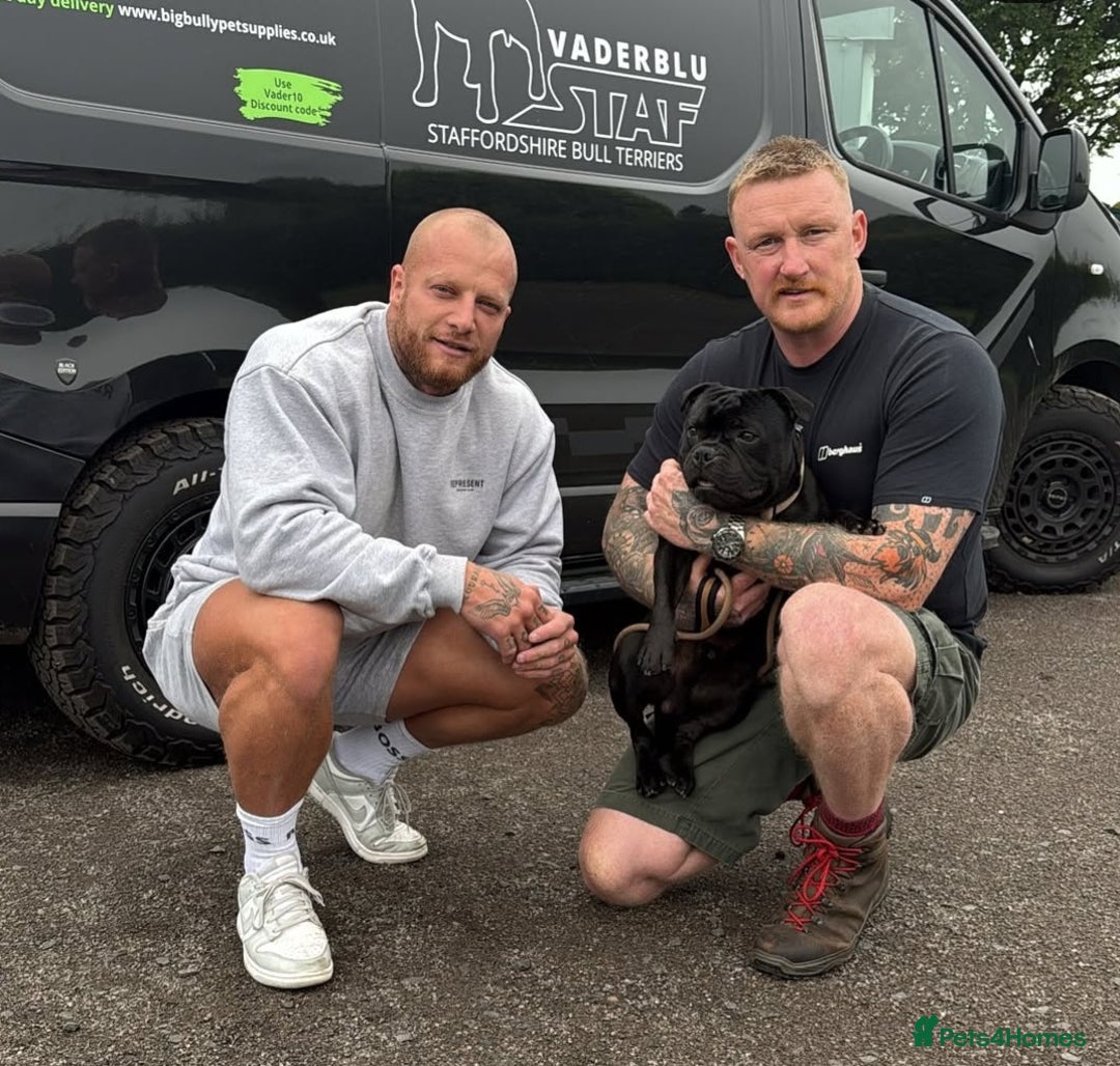 Staffordshire Bull Terrier dogs for stud: The time has come... Mr T - Image 2