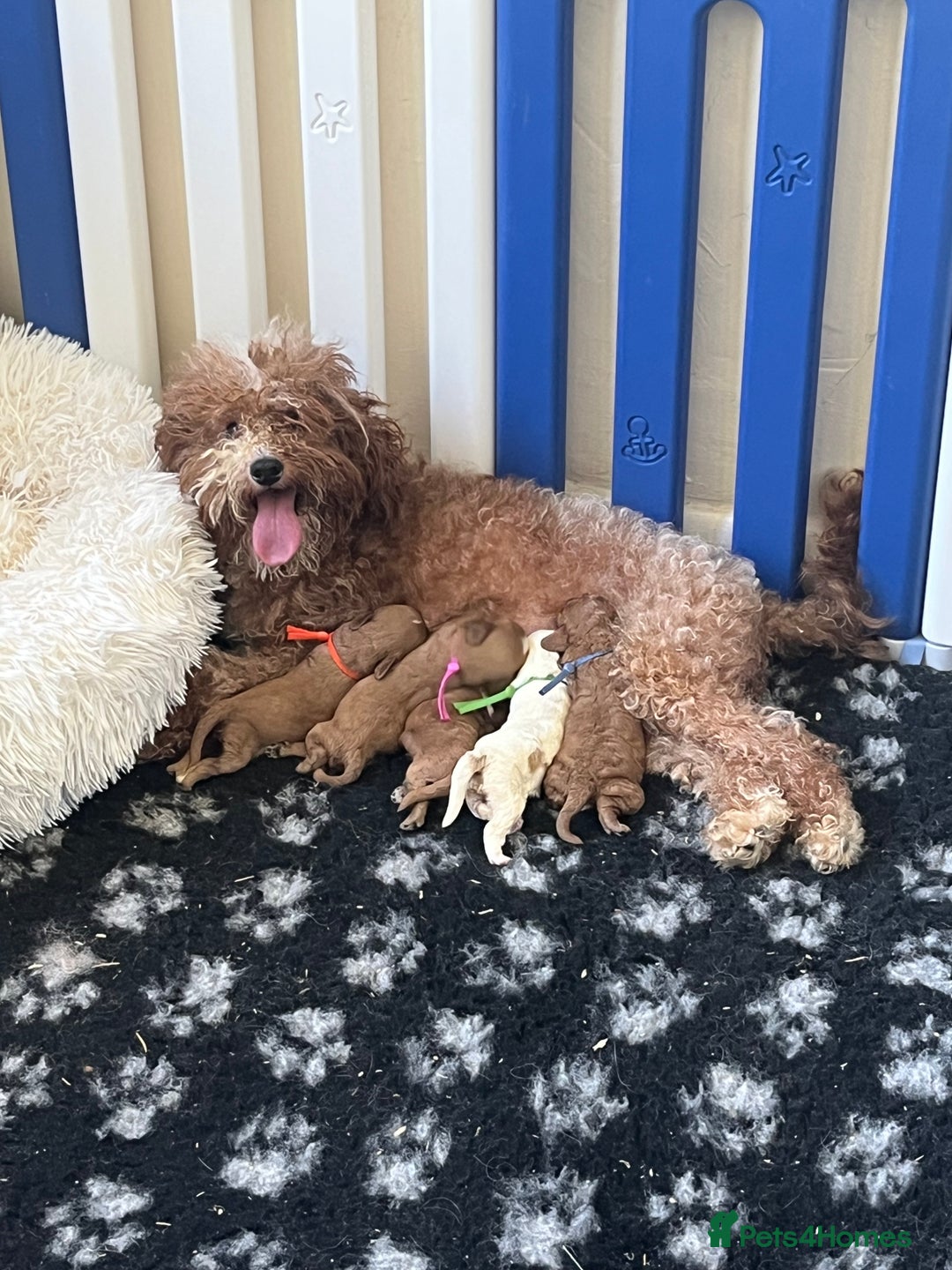 Cavapoo dogs for sale: Top Class Extensively tested F1b Toy Cavapoo pups - Image 36