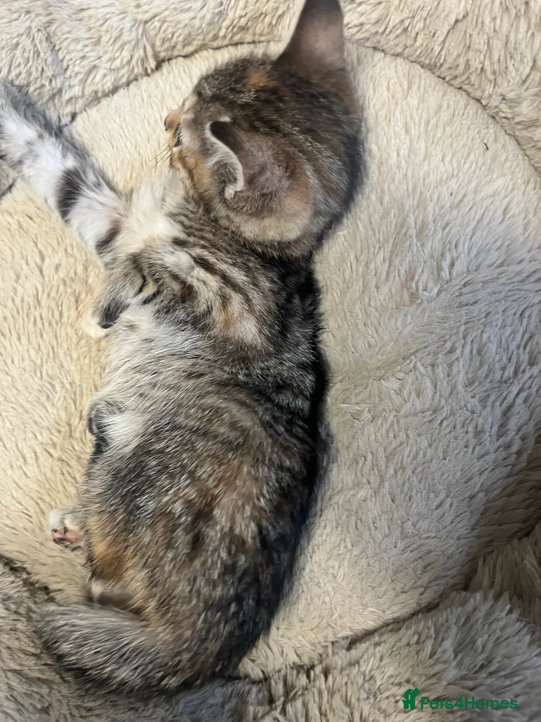 Mixed Breed cats for sale: Stunning 9 week old Female & Male kitten - Advert 4