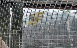 Cockatiels birds for sale: Young cockatiels for sale  - Image 5