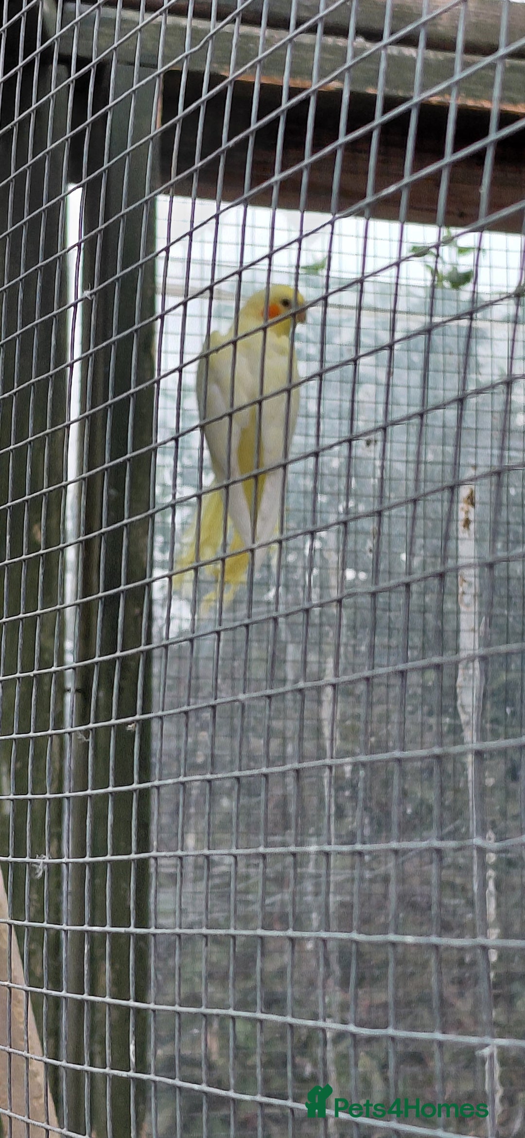 Cockatiels birds for sale: Young cockatiels for sale  - Image 5