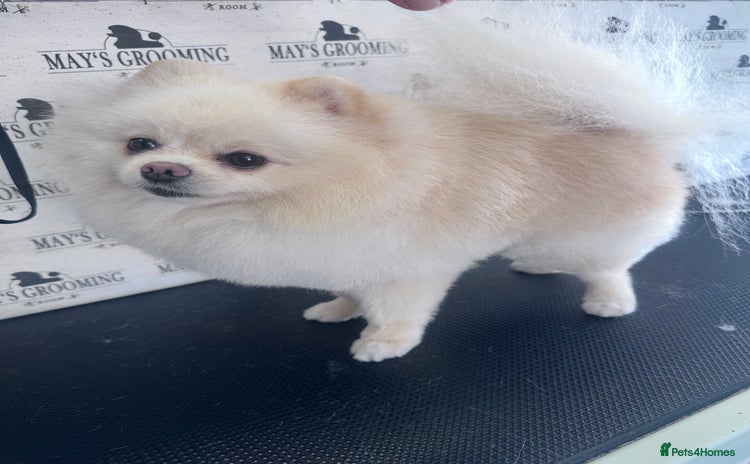 Pomeranian dogs - Advert 2