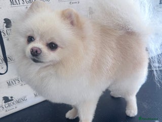Pomeranian dogs - Advert 39