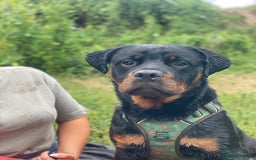 Rottweiler dogs for sale: 1 year old male Rottie for sale  - Advert 6
