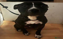 Mixed Breed dogs for sale: Female dog - Image 2