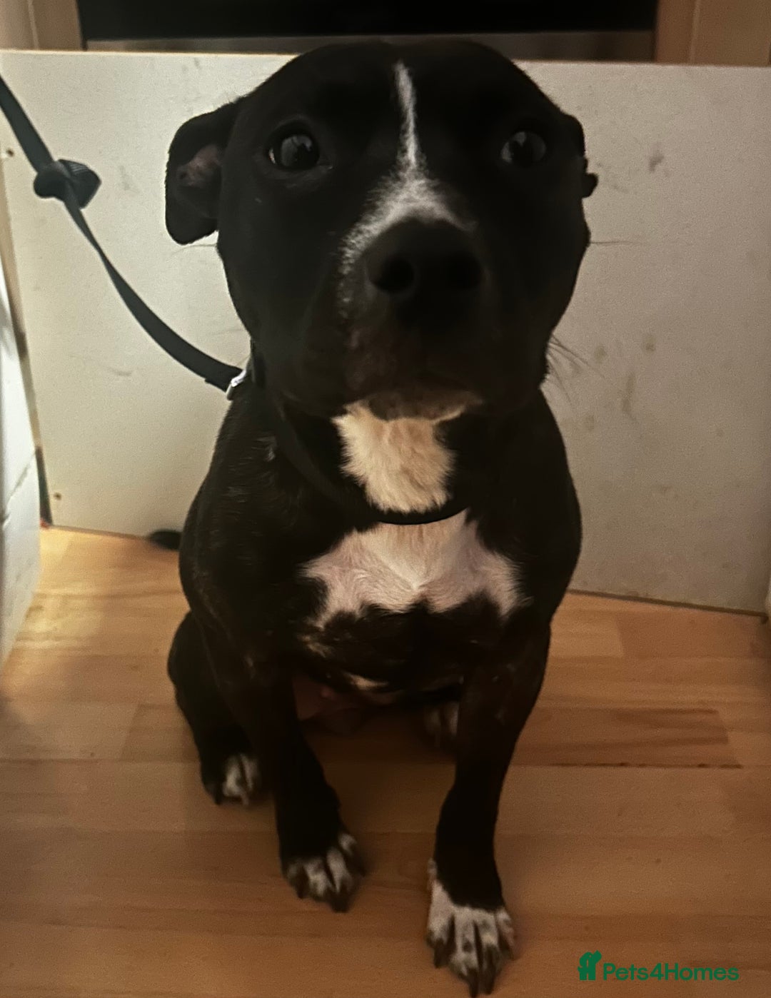 Mixed Breed dogs for sale: Female dog - Image 2