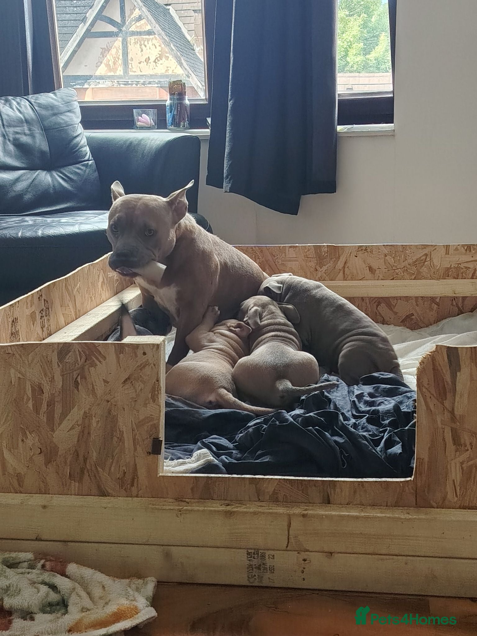 American Bully dogs Glasgow Star bullys on Instagram  - Advert 1