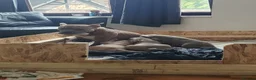 American Bully dogs for sale: Glasgow Star bullys on Instagram  - Advert 1