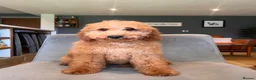 Goldendoodle dogs for sale: Mini Irishdoodle Ready now! health tested parents - Advert 10