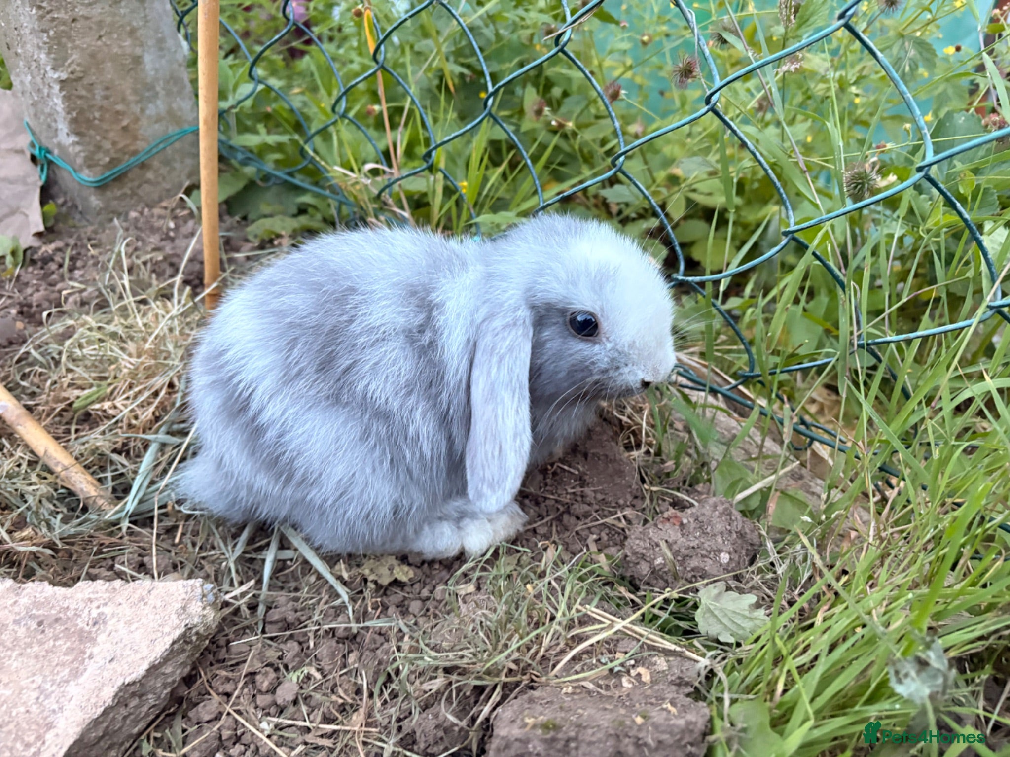 Mini Lop rabbits Adorable mini lops 💖🩵 - Advert 2