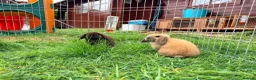 Mini Lop rabbits for sale: Mini Lop Bunnies in Kidderminster - Advert 4