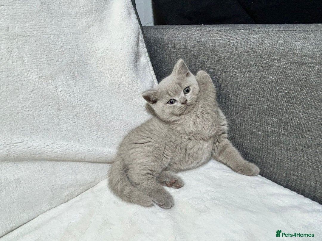 British Shorthair cats for sale: Stunning British Shorthair Lilac are available  - Advert 18