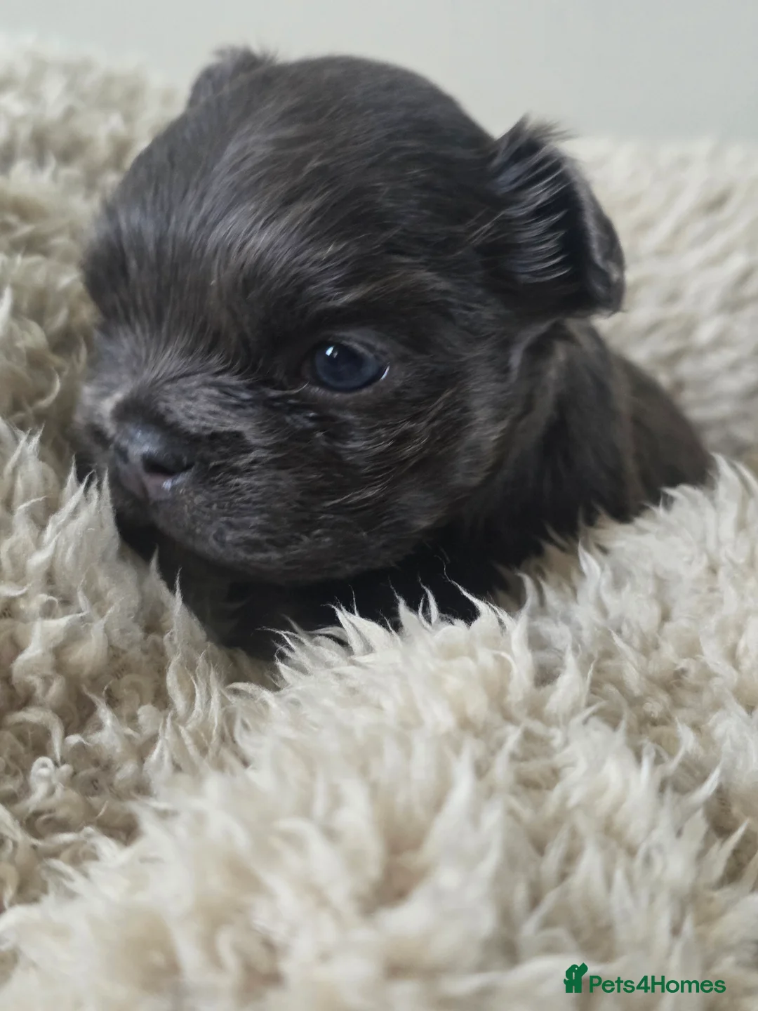 French Bulldog dogs for sale: French Bulldog (4 visual Fluffys) - Advert 16