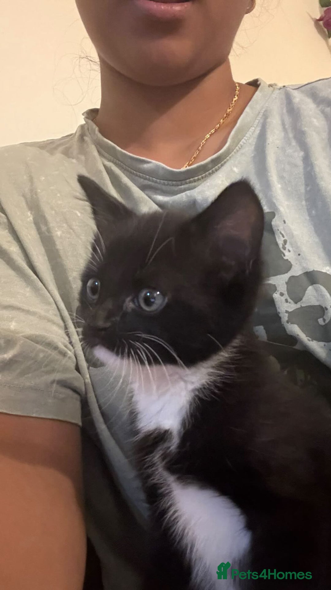 Maine Coon cats for sale: Adorable Maine Coon Mix Kittens for Sale! - Image 2