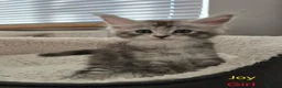 Maine Coon cats for sale: 12 Maine Coon kittens  - Advert 6