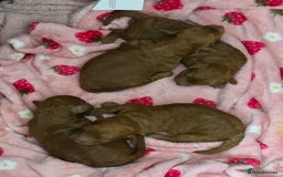 Toy Poodle dogs for sale: Our Beautiful Red little Girls for sale - Image 3