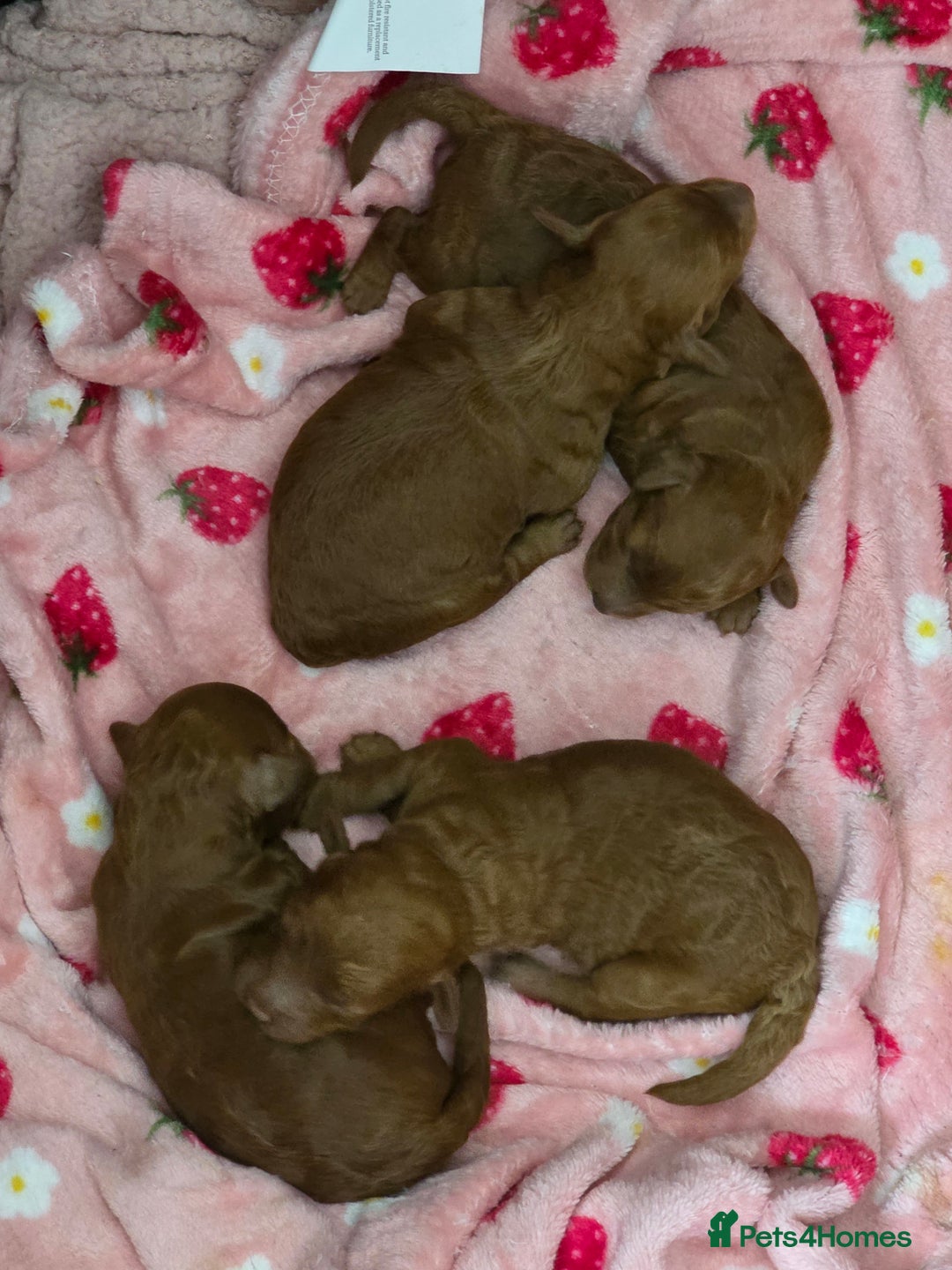 Toy Poodle dogs for sale: Our Beautiful Red little Girls for sale - Image 3
