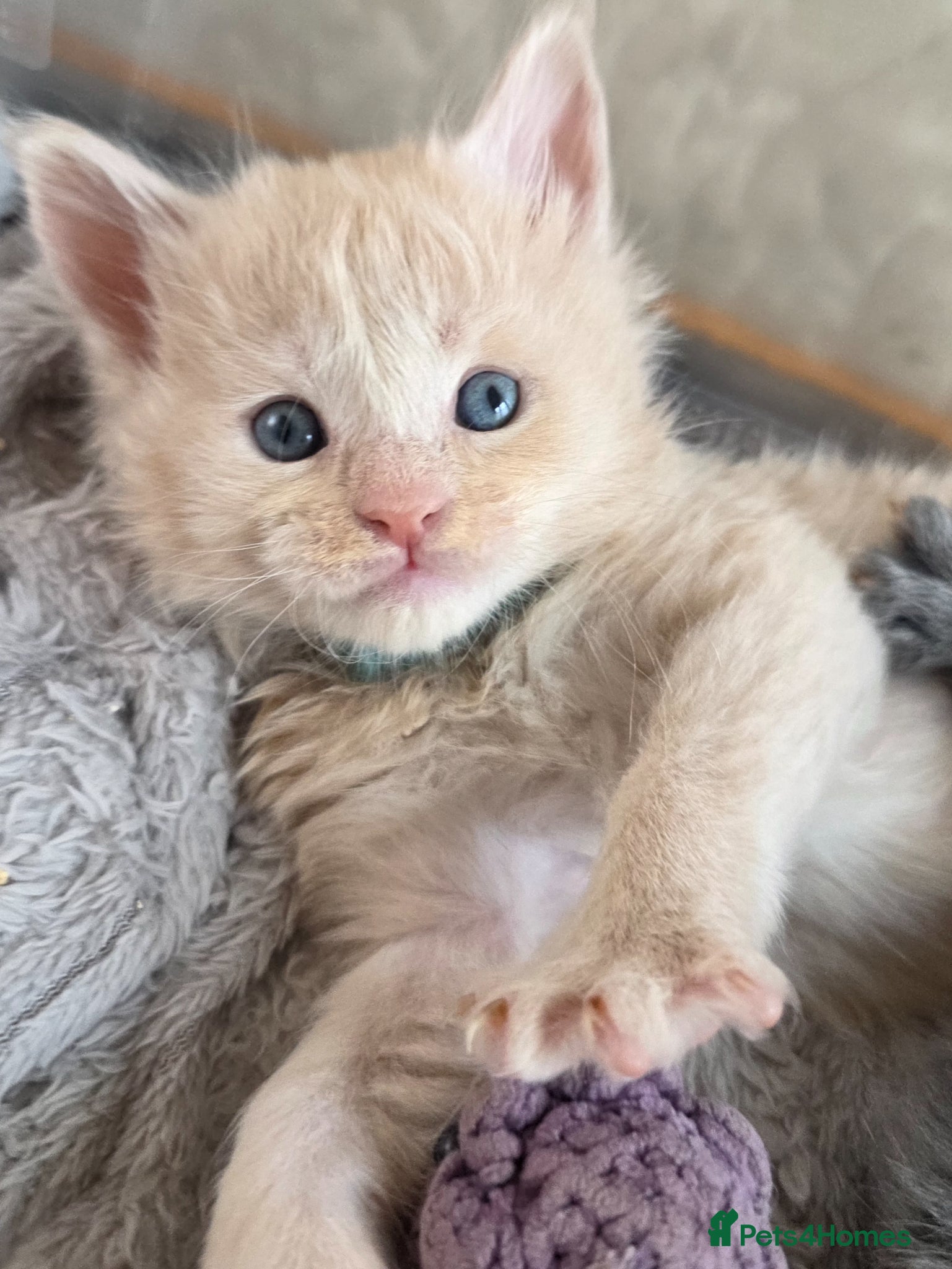 Maine Coon cats Maine coon pedigree kittens  - Advert 5