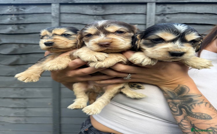 Cocker Spaniel dogs - Advert 2