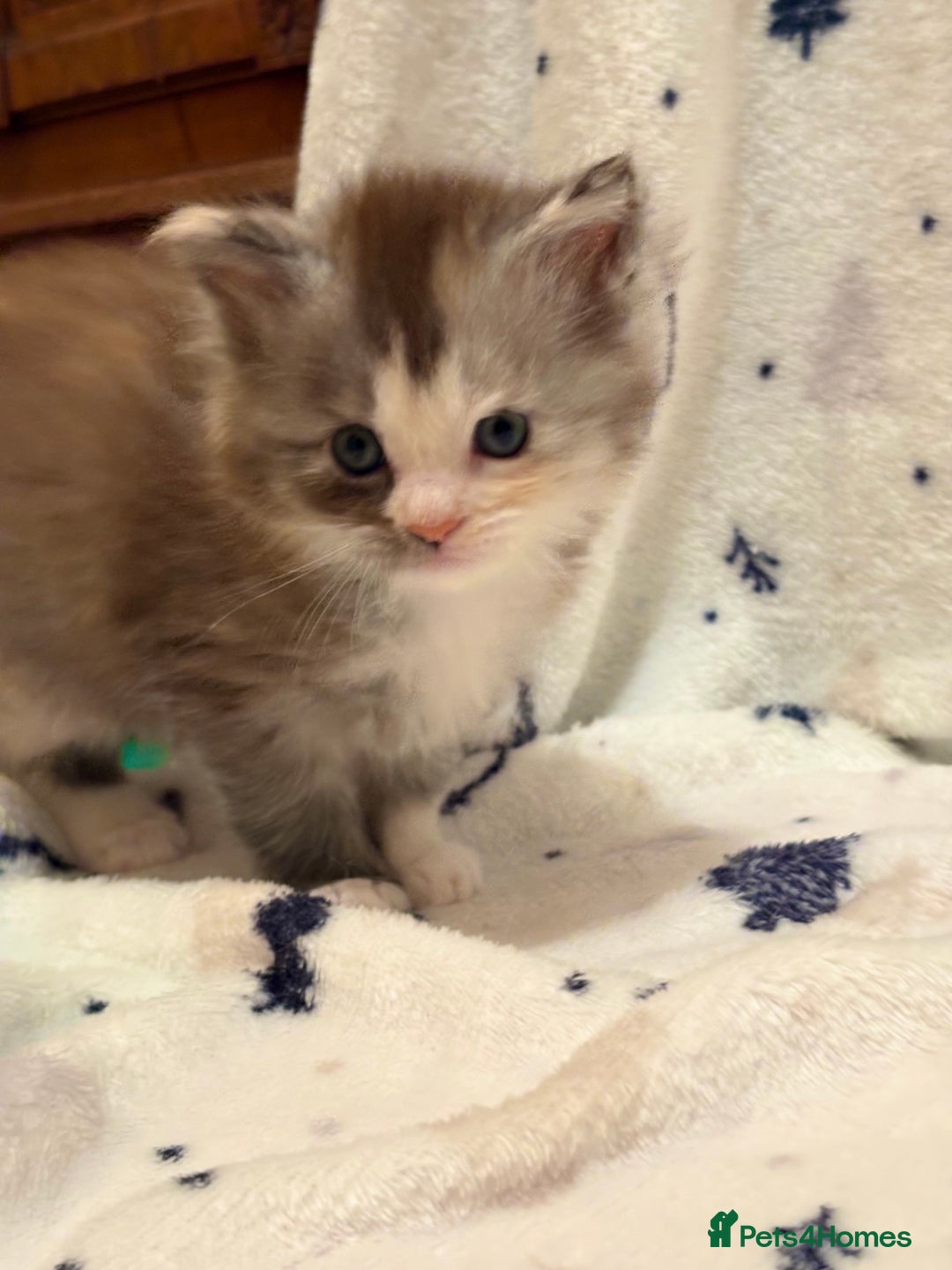 Maine Coon cats for sale: 6th Gen GCCF Pedigree Maine Coon Kitten - Advert 3