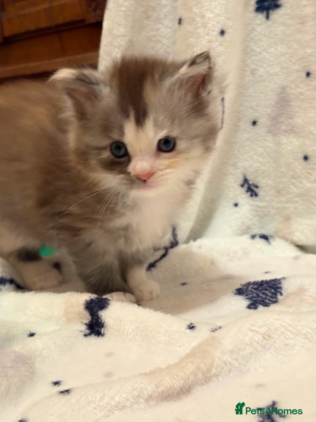 Maine Coon cats for sale: 6th Gen GCCF Pedigree Maine Coon Kitten - Advert 10