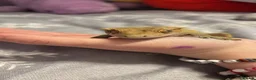 Gecko reptiles for sale: Male gecko and viv  - Advert 5