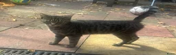 Mixed Breed cats for sale: Loving Homes Wanted 🐾 - Advert 9