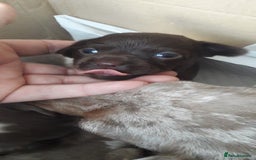 Chiweenie dogs for sale: Chiweenie puppies  - Advert 6