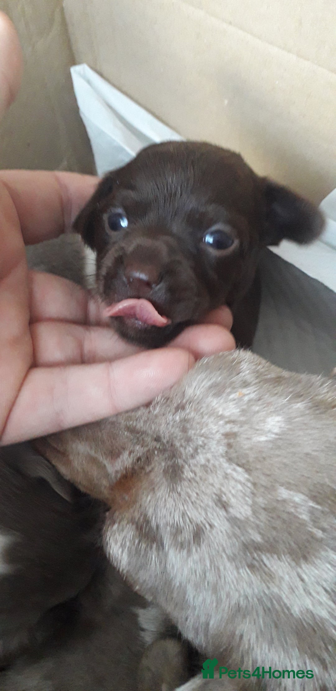 Chiweenie dogs for sale: Chiweenie puppies  - Advert 6