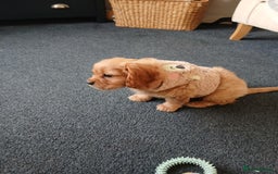 Cavachon dogs for sale: 12 week old csvachon boy - Advert 2