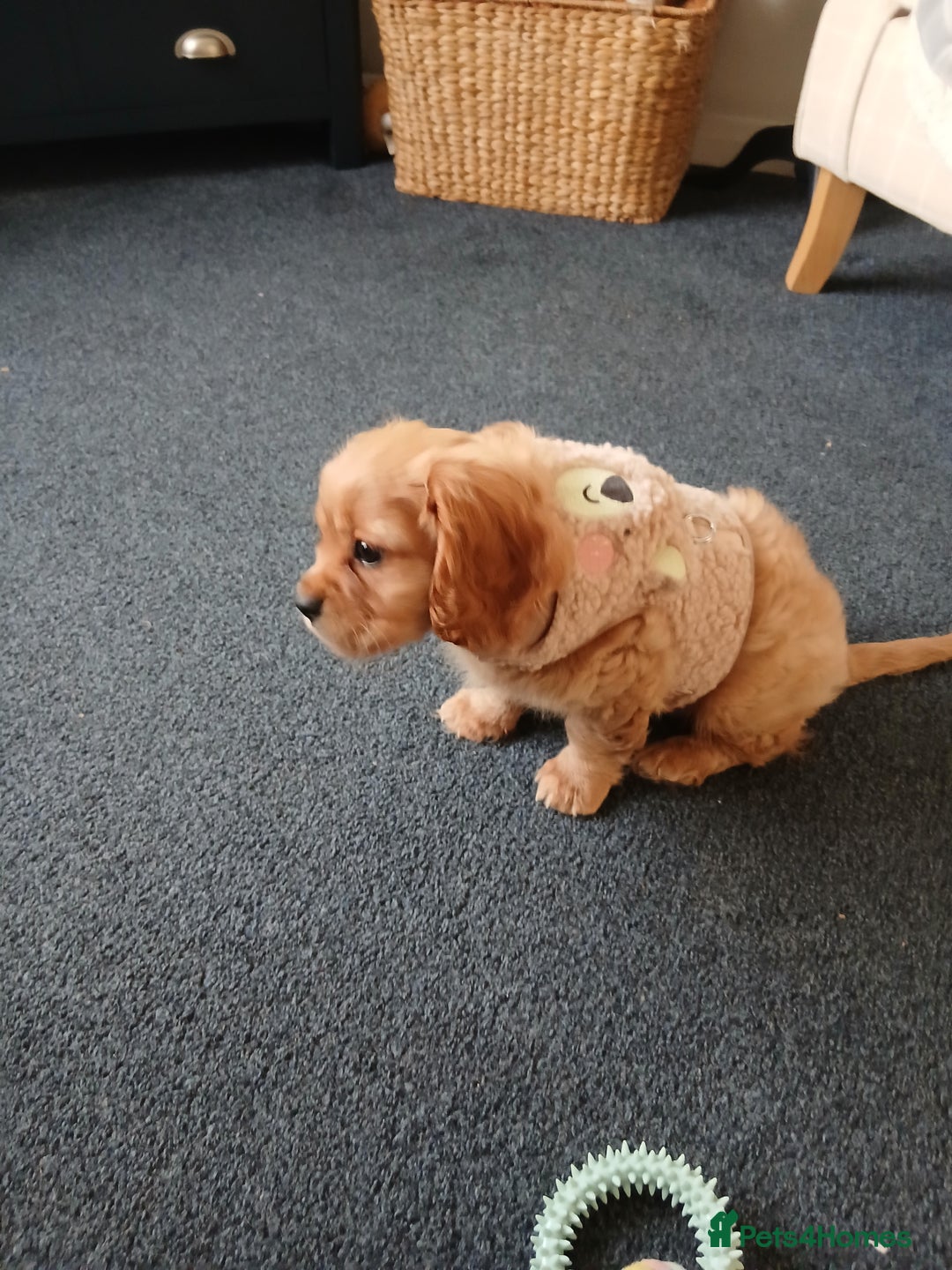 Cavachon dogs for sale: 12 week old csvachon boy - Advert 2