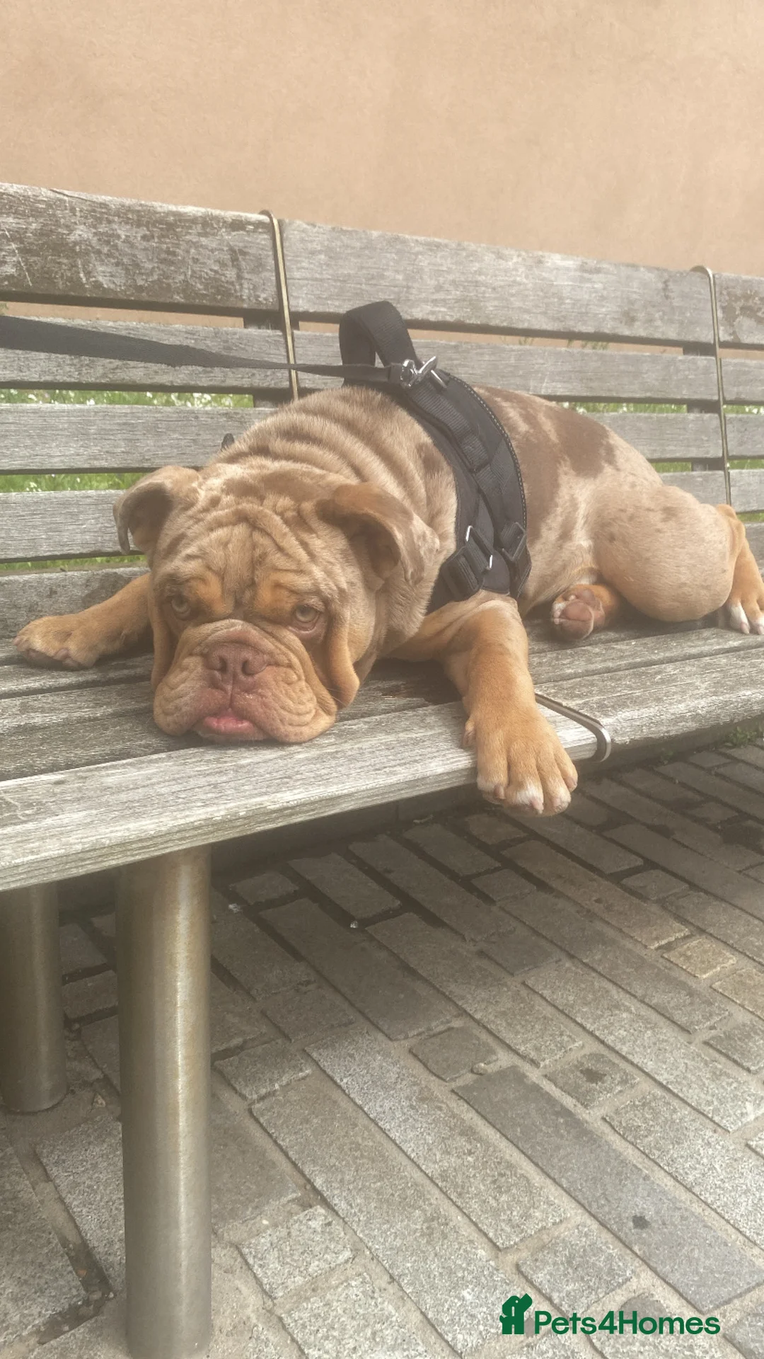 English Bulldog dogs for stud: Pedigree English Bulldog for Stud 1.5 Yr Old - Advert 1