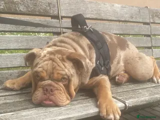 English Bulldog dogs Pedigree English Bulldog for Stud 1.5 Yr Old - Advert 6