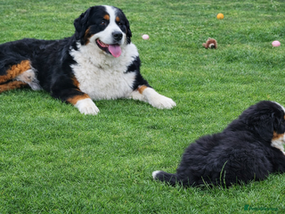Bernese Mountain Dog dogs Bernese Mountain Dog stud service available - Advert 1