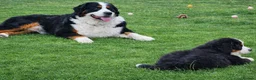 Bernese Mountain Dog dogs for stud: Bernese Mountain Dog stud service available - Advert 1