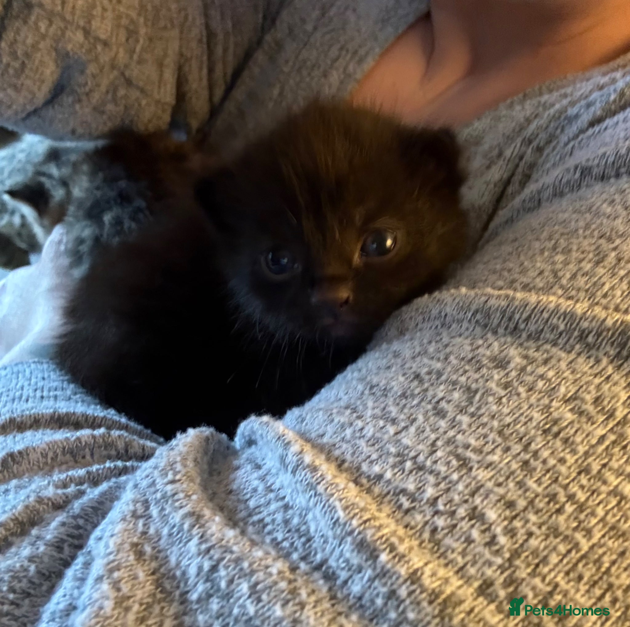 Mixed Breed Kitten 2