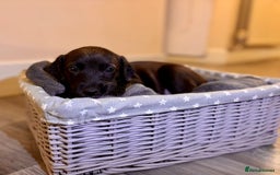 Mixed Breed dogs for sale: Lurcher Puppies  - Image 4