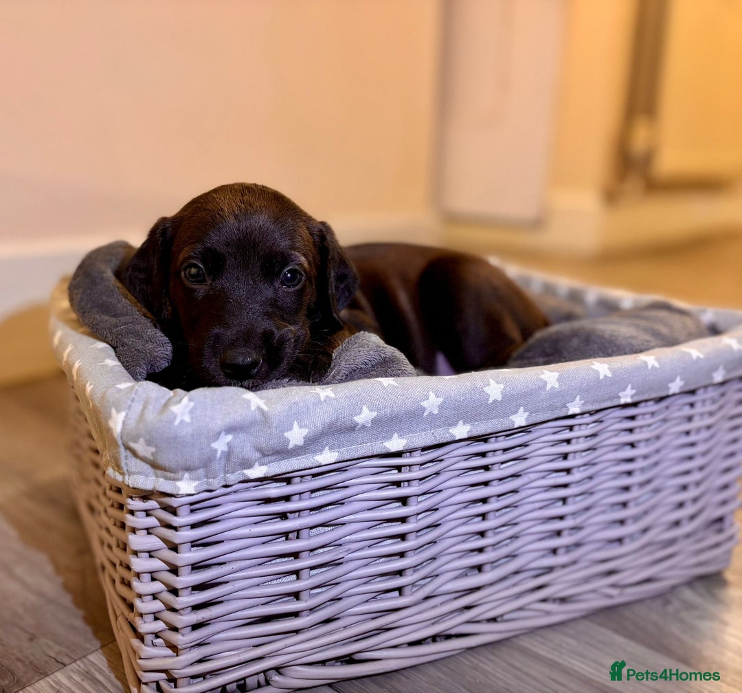 Mixed Breed dogs for sale: Lurcher Puppies  - Image 4