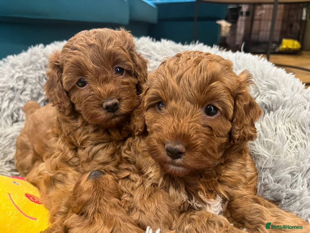 Toy Poodle dogs for stud: *KC Reg'd Toy Poodle Stud Dog*DNA Tested Clear* in Leyland - Advert 12