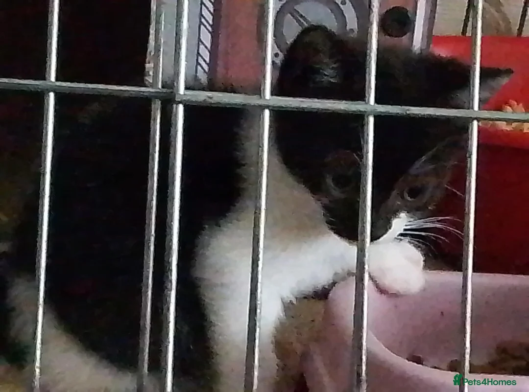 Mixed Breed cats for sale: 2 beautiful kittens looking for there homes in Eastleigh - Advert 2