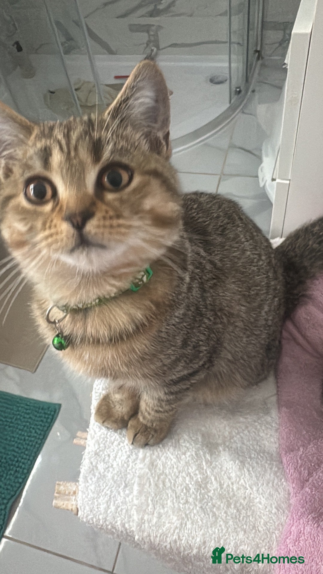 Scottish Fold cats for sale: Playful and fast  - Advert 1