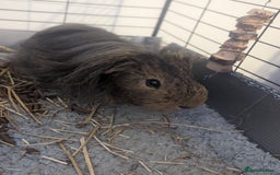 Guinea Pig rodents for sale: 2 male guinea pigs  - Image 4