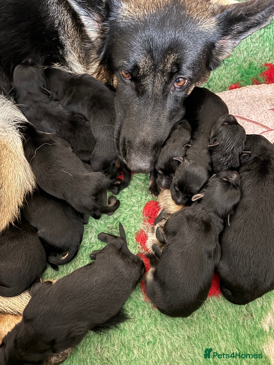 German Shepherd dogs for sale: Pedigree German Shepherd pups for sale - Image 12