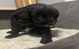 Cocker Spaniel dogs for sale: 3 beautiful working cocker spaniels - Image 3