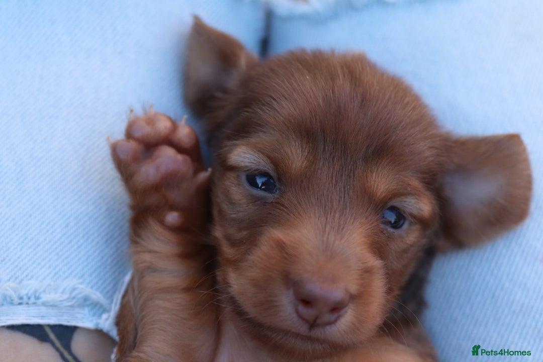 Miniature Dachshund dogs for sale: Mini longhaired dachshunds❤️ - Image 6