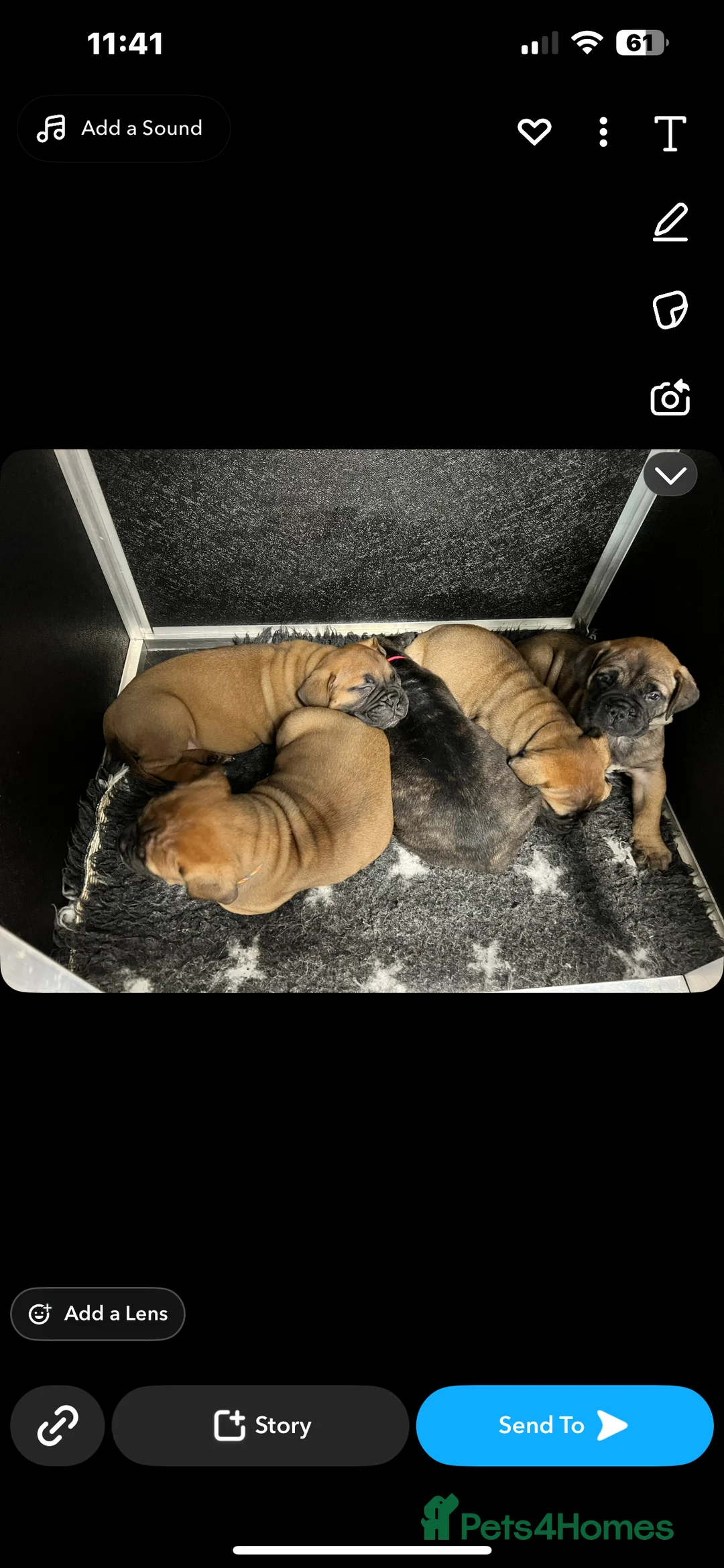 Bullmastiff dogs for stud: KC BULLMASTIFF STUD ONLY  in Leeds - Advert 13
